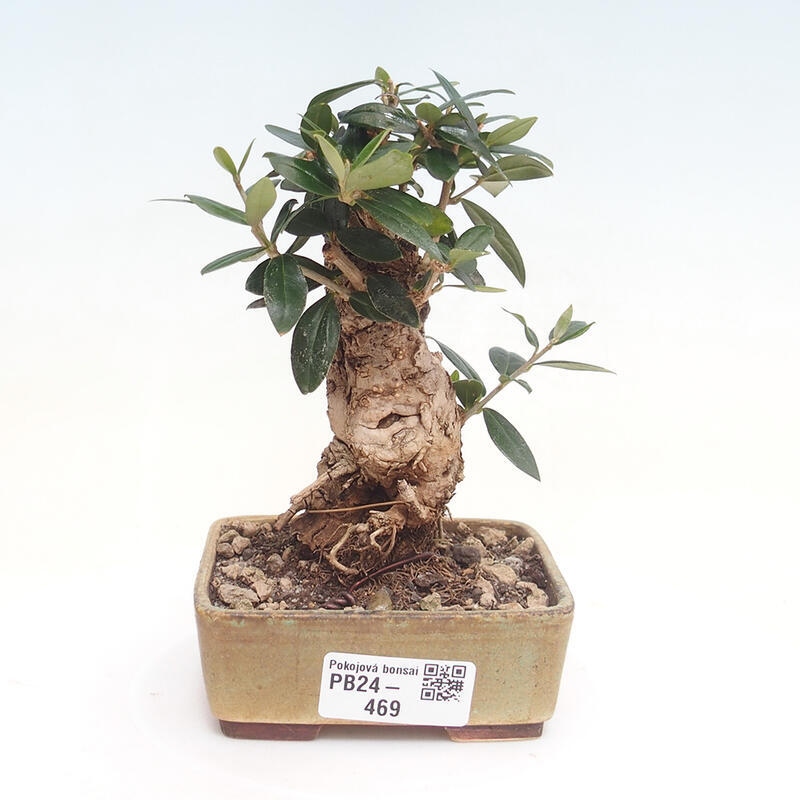 Pokojová bonsai - Olea europaea sylvestris -Oliva evropská drobnolistá