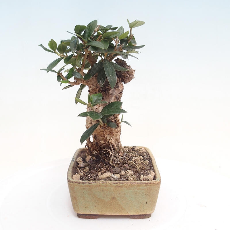 Pokojová bonsai - Olea europaea sylvestris -Oliva evropská drobnolistá