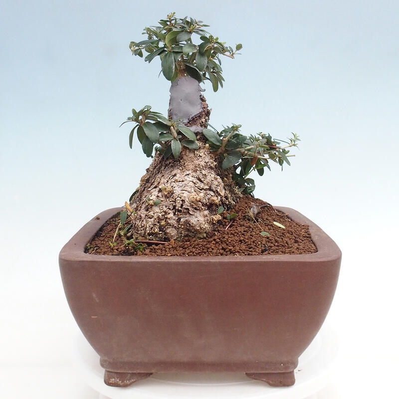 Pokojová bonsai - Olea europaea sylvestris -Oliva evropská drobnolistá