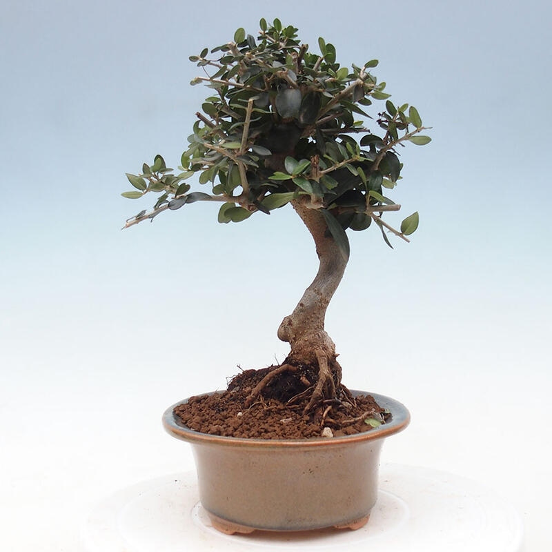 Pokojová bonsai - Olea europaea sylvestris -Oliva evropská drobnolistá