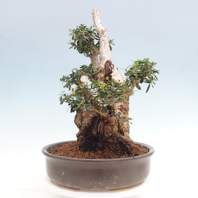 Pokojová bonsai - Olea europaea sylvestris -Oliva evropská drobnolistá