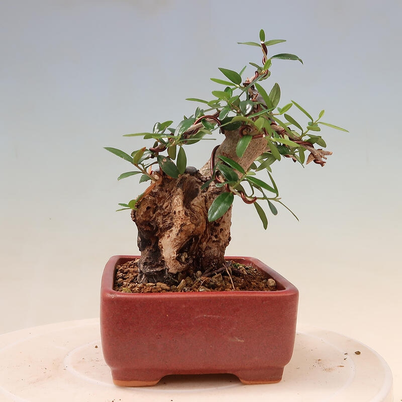 Pokojová bonsai - Olea europaea sylvestris -Oliva evropská drobnolistá