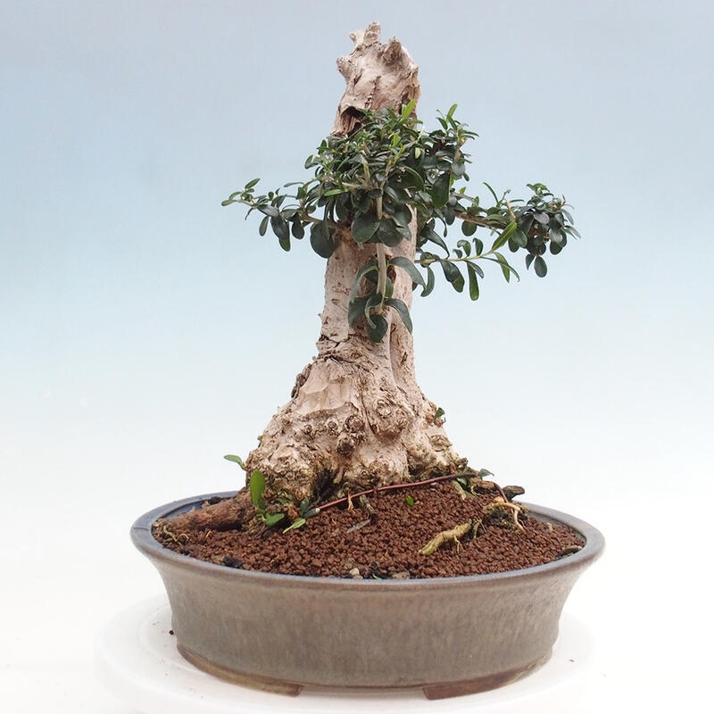 Pokojová bonsai - Olea europaea sylvestris -Oliva evropská drobnolistá