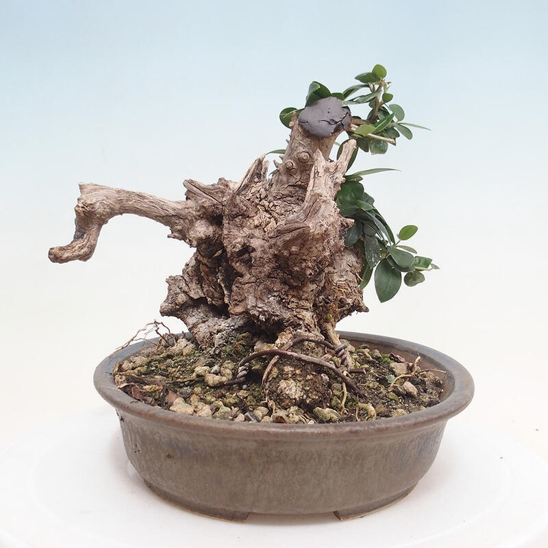 Pokojová bonsai - Olea europaea sylvestris -Oliva evropská drobnolistá