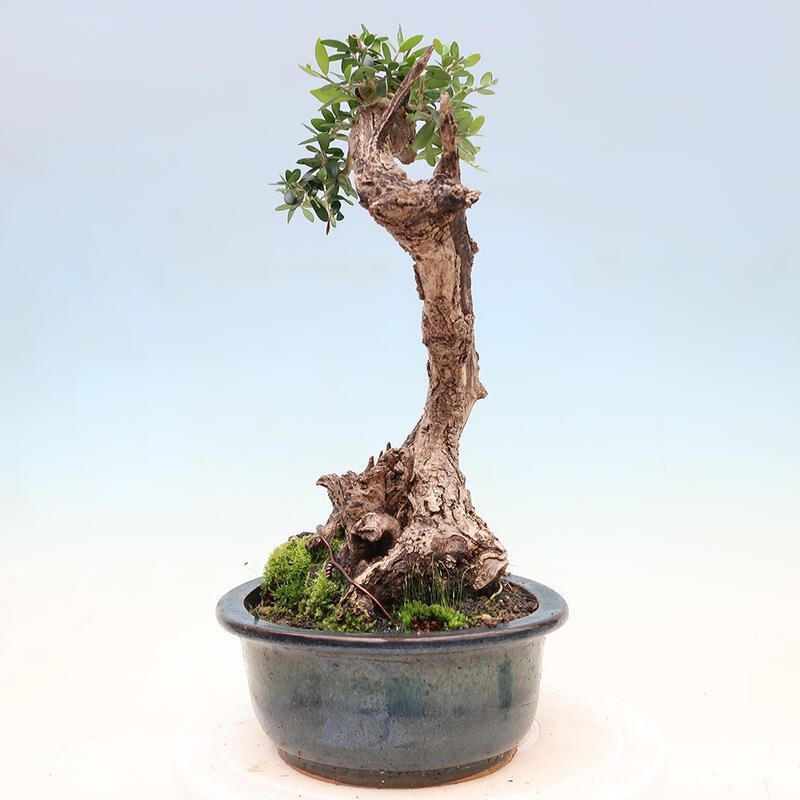 Pokojová bonsai - Olea europaea sylvestris -Oliva evropská drobnolistá