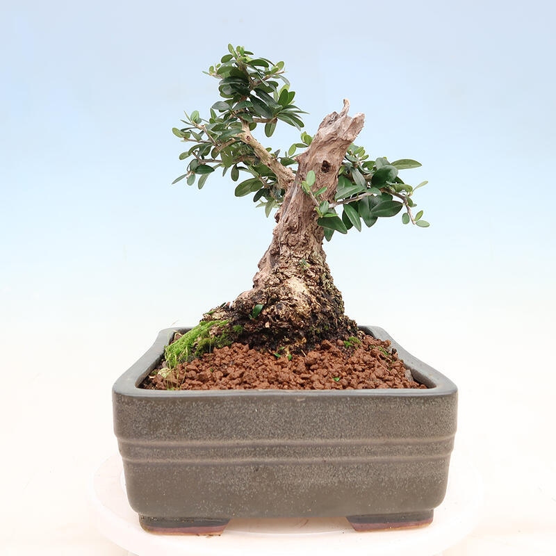 Pokojová bonsai - Olea europaea sylvestris -Oliva evropská drobnolistá