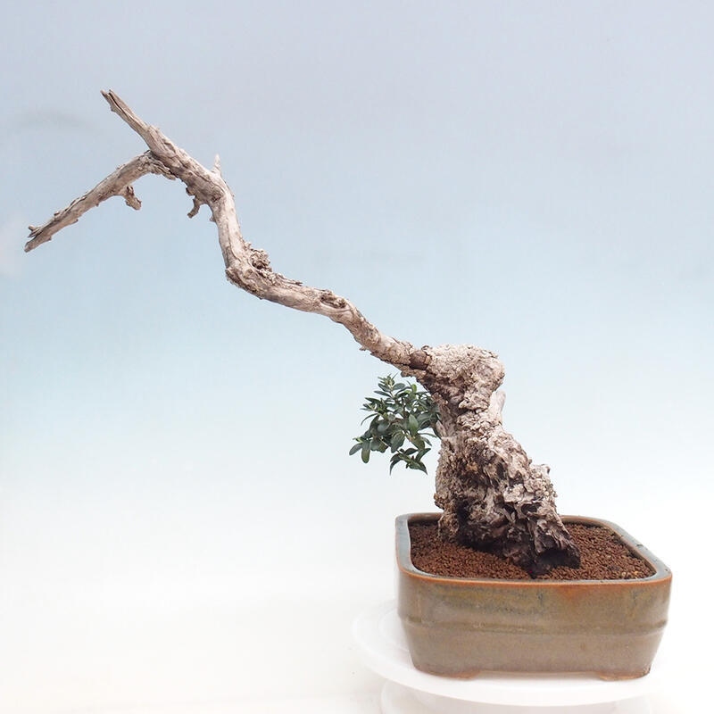 Pokojová bonsai - Olea europaea sylvestris -Oliva evropská drobnolistá