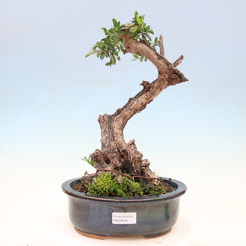 Pokojová bonsai - Olea europaea sylvestris -Oliva evropská drobnolistá