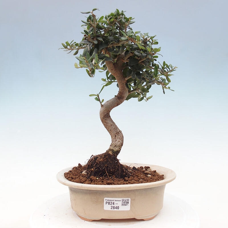 Pokojová bonsai - Olea europaea sylvestris -Oliva evropská drobnolistá