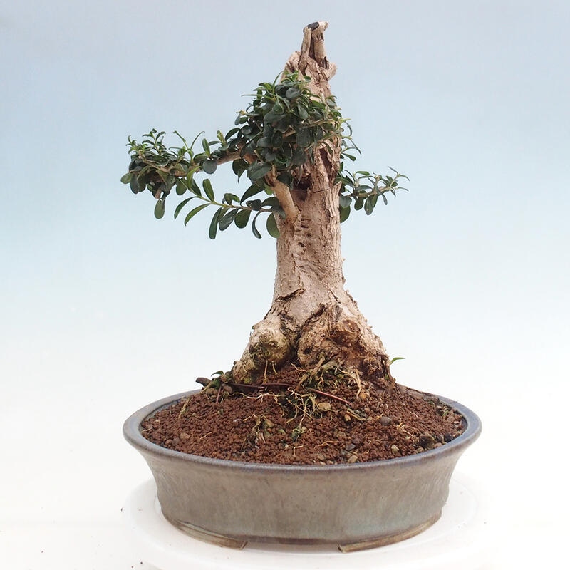 Pokojová bonsai - Olea europaea sylvestris -Oliva evropská drobnolistá