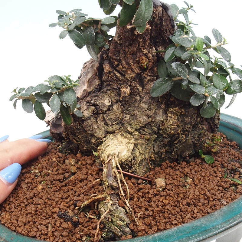 Pokojová bonsai - Olea europaea sylvestris -Oliva evropská drobnolistá