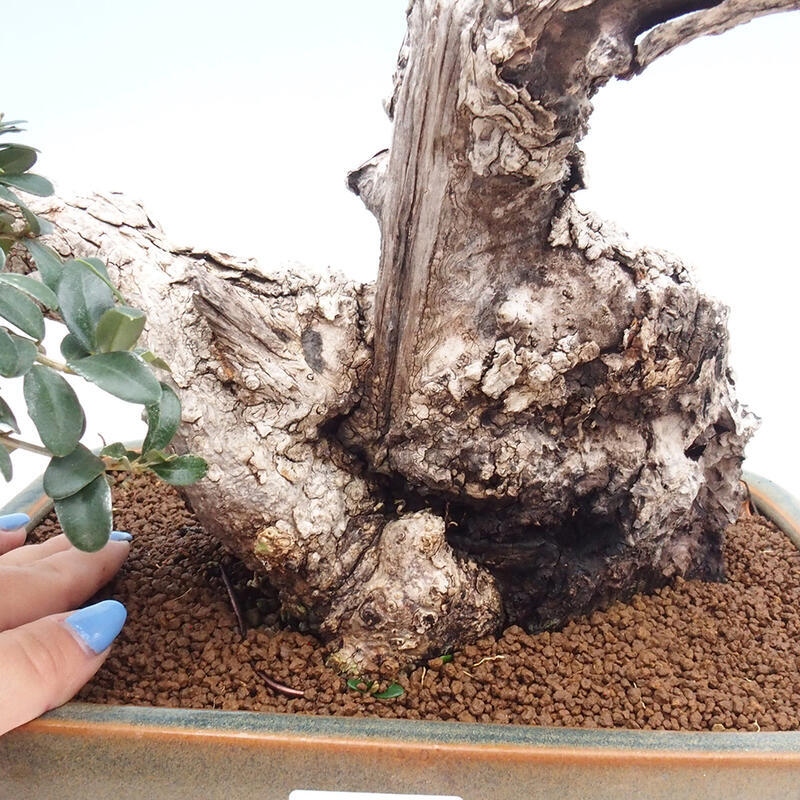 Pokojová bonsai - Olea europaea sylvestris -Oliva evropská drobnolistá