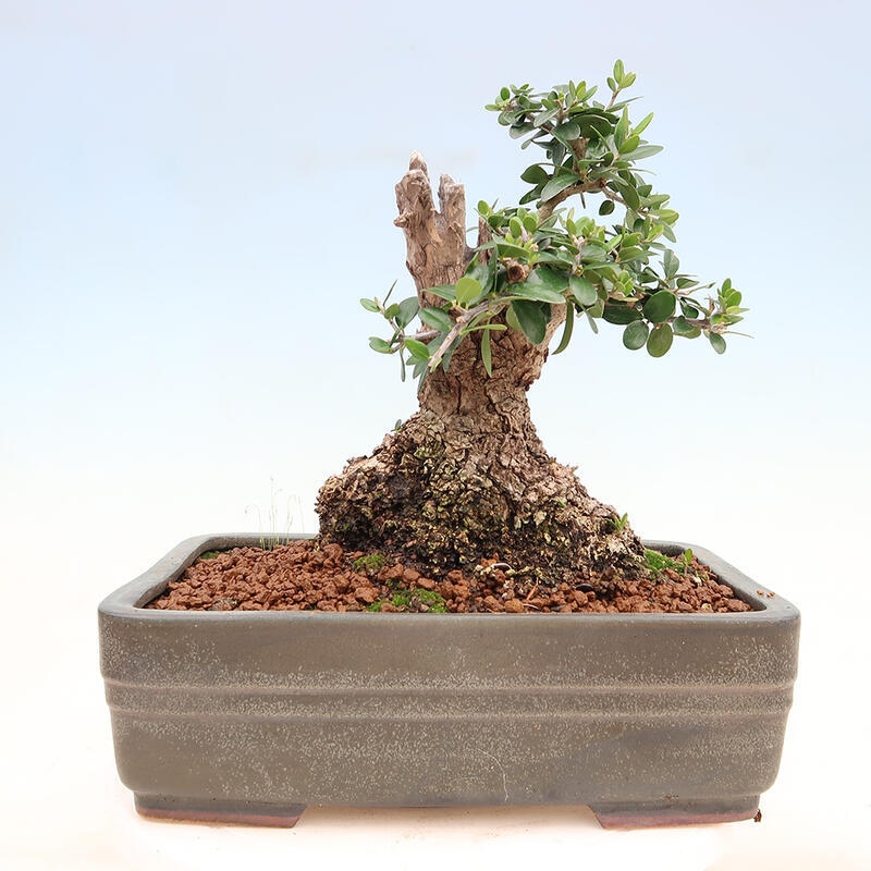 Pokojová bonsai - Olea europaea sylvestris -Oliva evropská drobnolistá