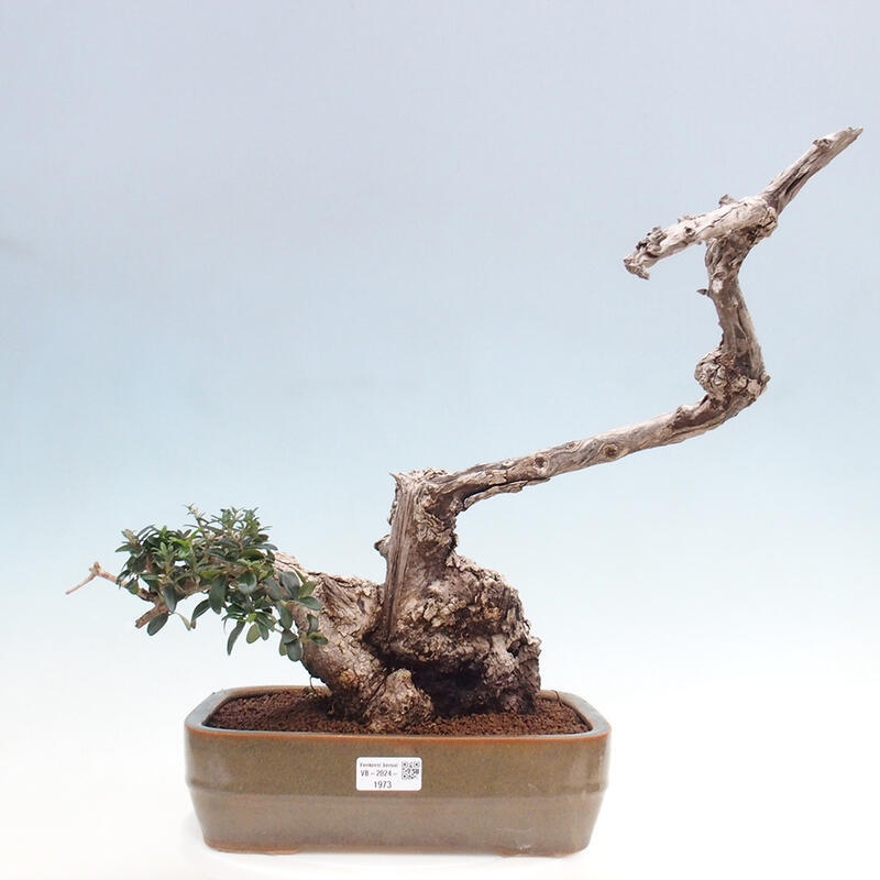 Pokojová bonsai - Olea europaea sylvestris -Oliva evropská drobnolistá