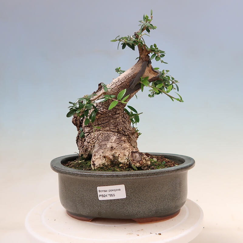 Pokojová bonsai - Olea europaea sylvestris -Oliva evropská drobnolistá