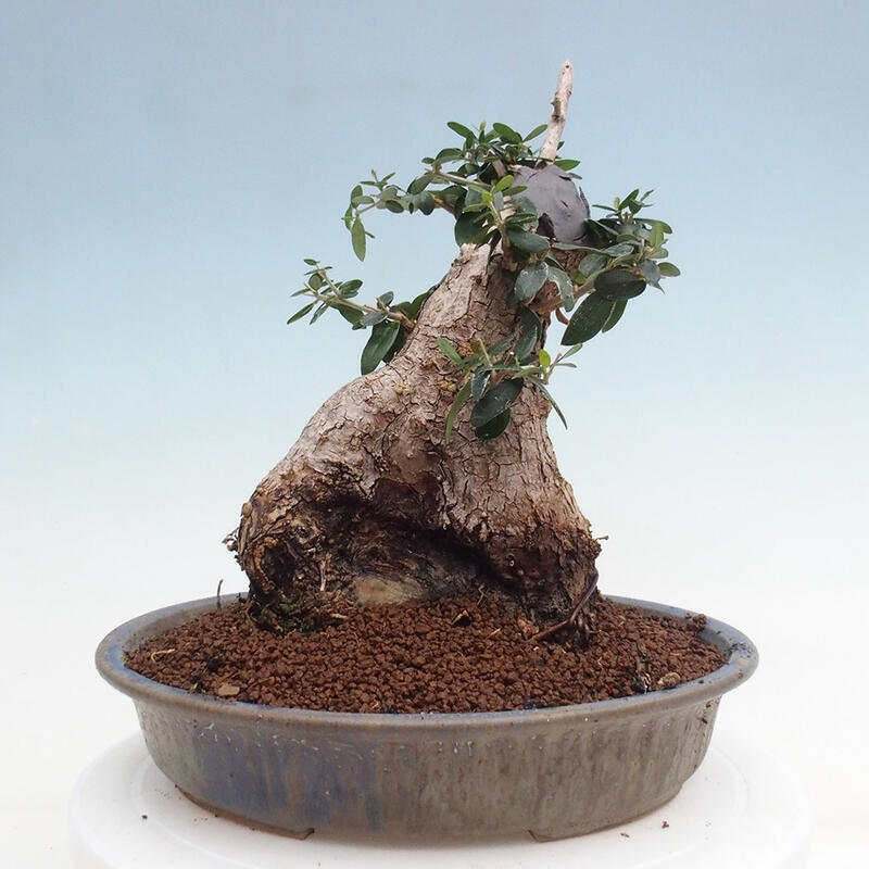 Pokojová bonsai - Olea europaea sylvestris -Oliva evropská drobnolistá