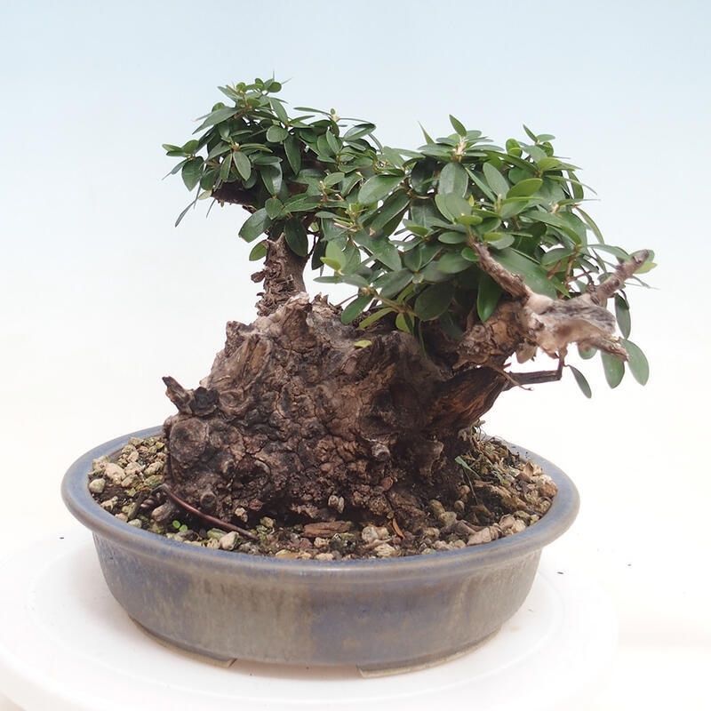 Pokojová bonsai - Olea europaea sylvestris -Oliva evropská drobnolistá