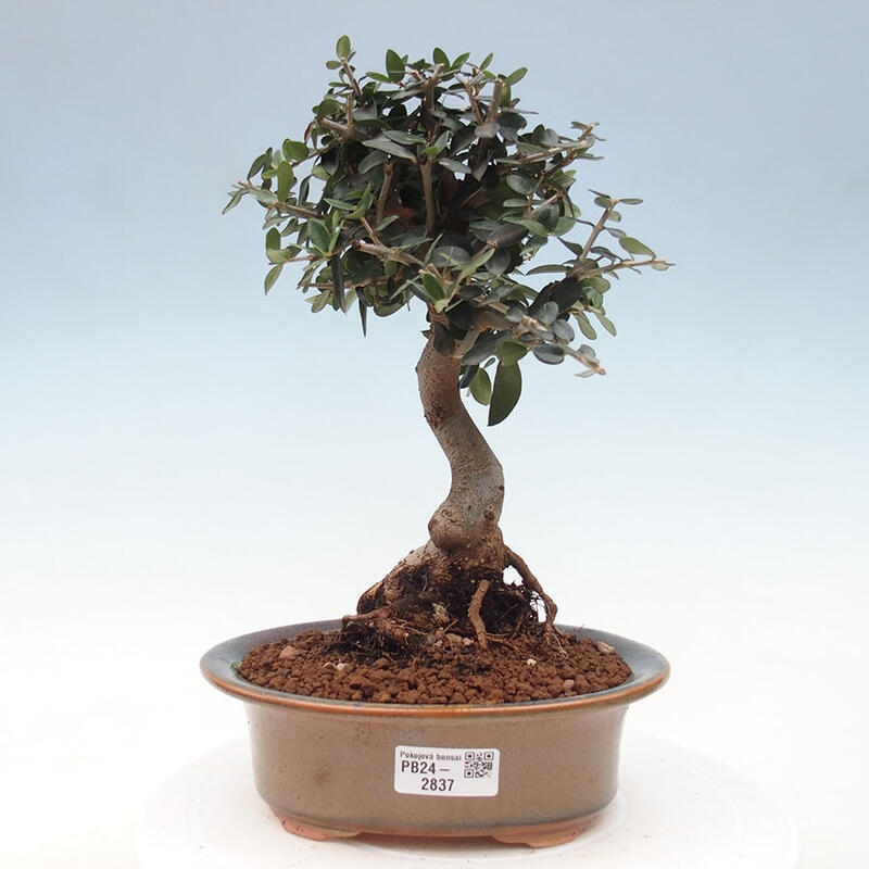 Pokojová bonsai - Olea europaea sylvestris -Oliva evropská drobnolistá