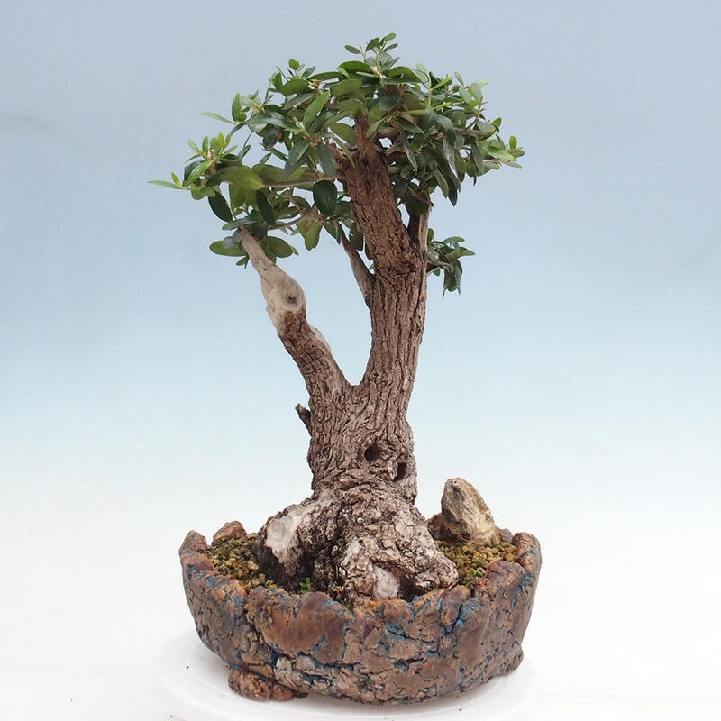 Pokojová bonsai - Olea europaea sylvestris -Oliva evropská drobnolistá