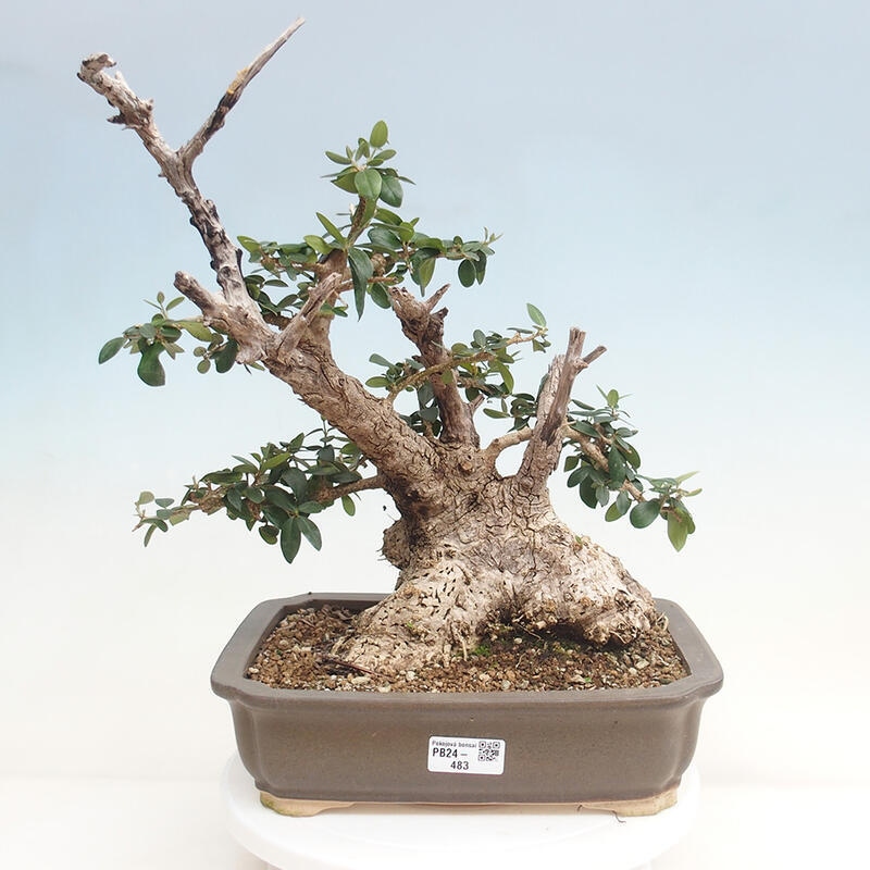 Pokojová bonsai - Olea europaea sylvestris -Oliva evropská drobnolistá