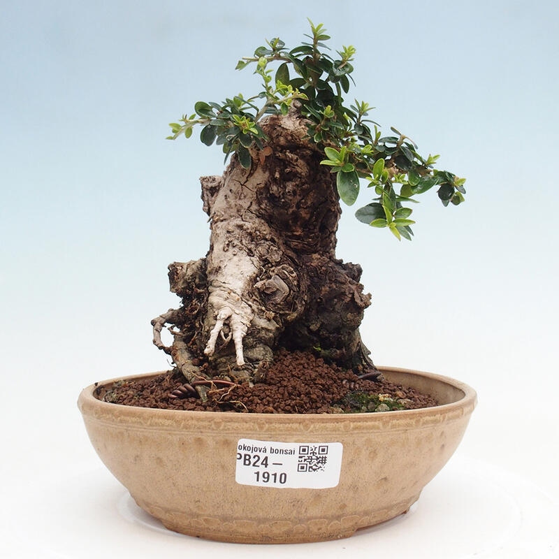 Pokojová bonsai - Olea europaea sylvestris -Oliva evropská drobnolistá