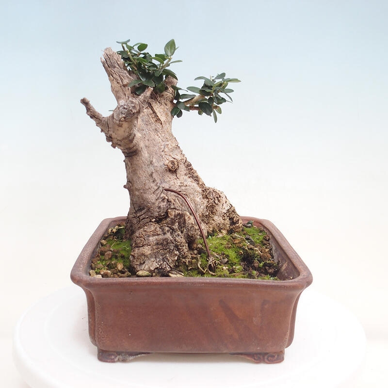 Pokojová bonsai - Olea europaea sylvestris -Oliva evropská drobnolistá