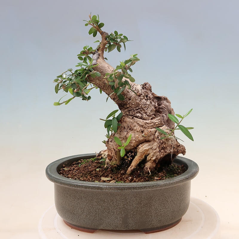 Pokojová bonsai - Olea europaea sylvestris -Oliva evropská drobnolistá