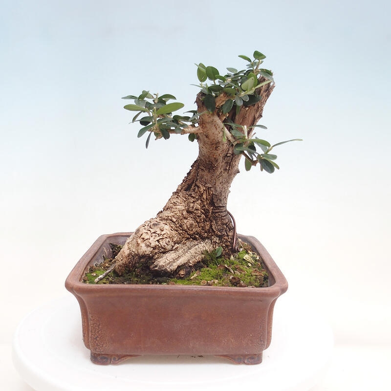 Pokojová bonsai - Olea europaea sylvestris -Oliva evropská drobnolistá