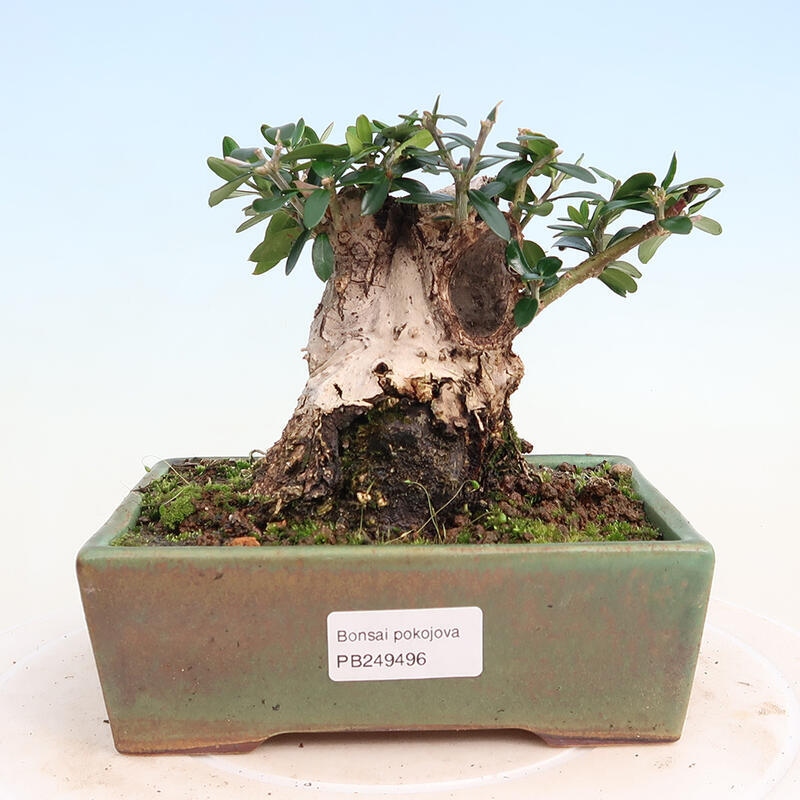 Pokojová bonsai - Olea europaea sylvestris -Oliva evropská drobnolistá