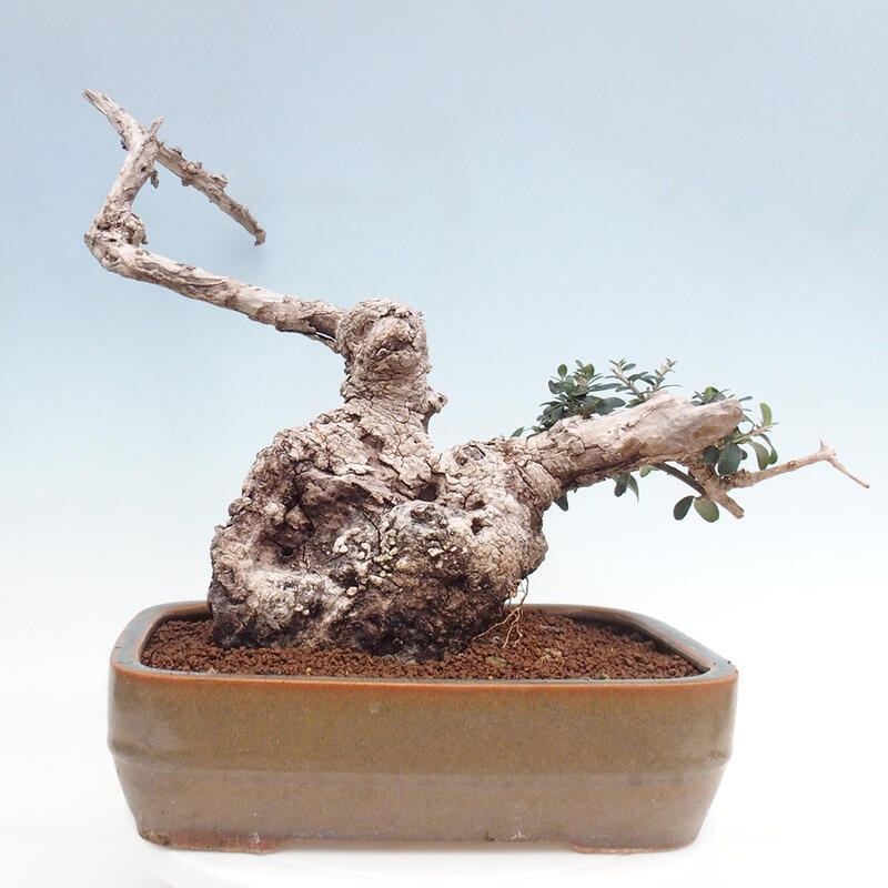 Pokojová bonsai - Olea europaea sylvestris -Oliva evropská drobnolistá