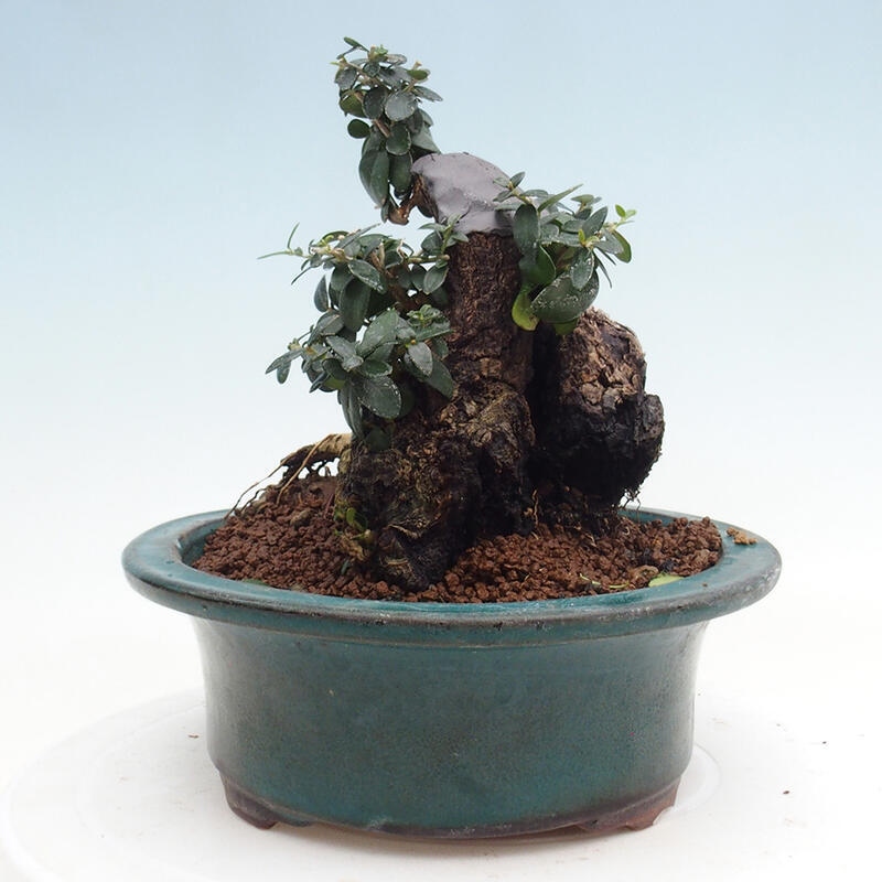 Pokojová bonsai - Olea europaea sylvestris -Oliva evropská drobnolistá