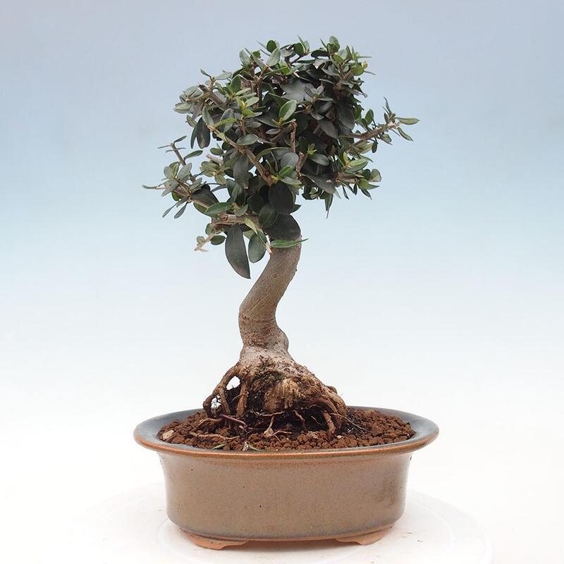 Pokojová bonsai - Olea europaea sylvestris -Oliva evropská drobnolistá