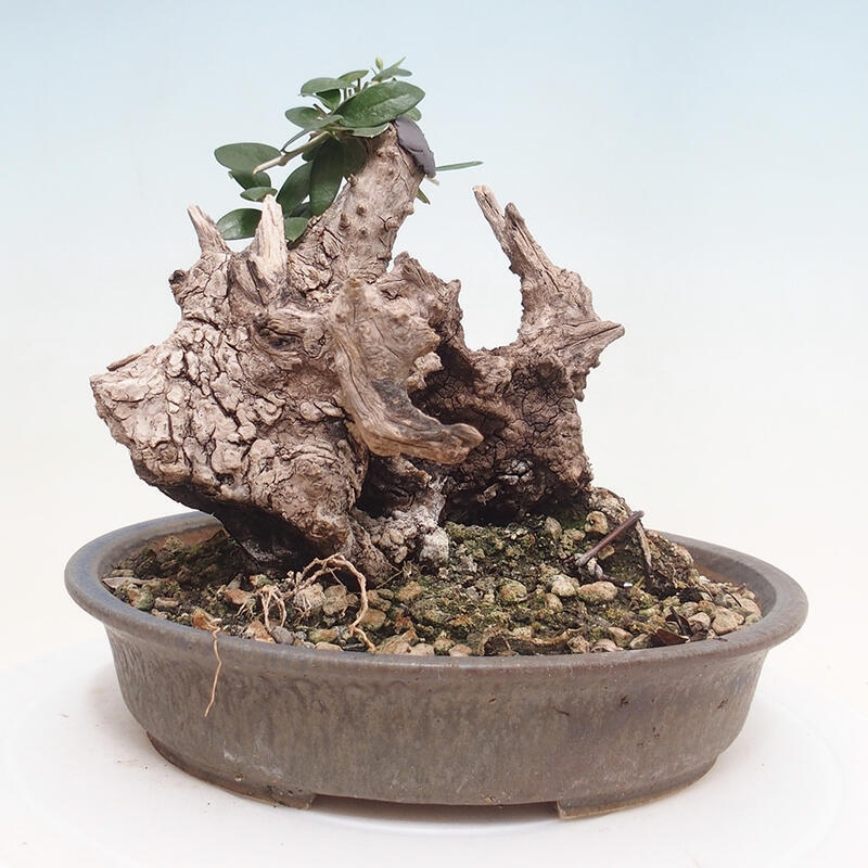 Pokojová bonsai - Olea europaea sylvestris -Oliva evropská drobnolistá