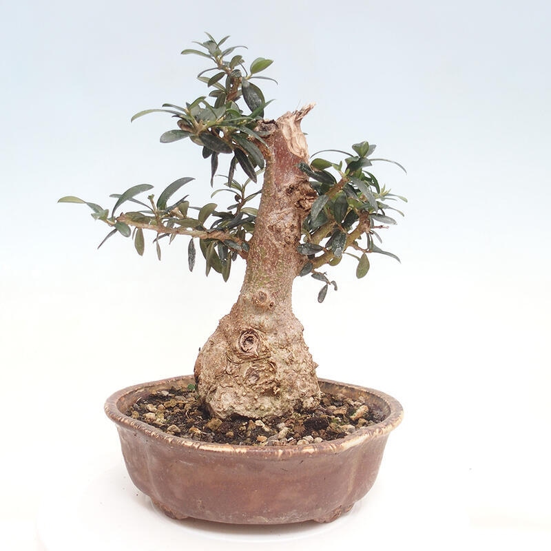 Pokojová bonsai - Olea europaea sylvestris -Oliva evropská drobnolistá