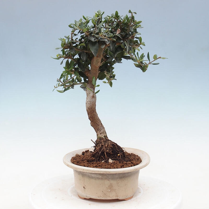 Pokojová bonsai - Olea europaea sylvestris -Oliva evropská drobnolistá