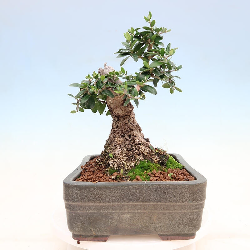 Pokojová bonsai - Olea europaea sylvestris -Oliva evropská drobnolistá