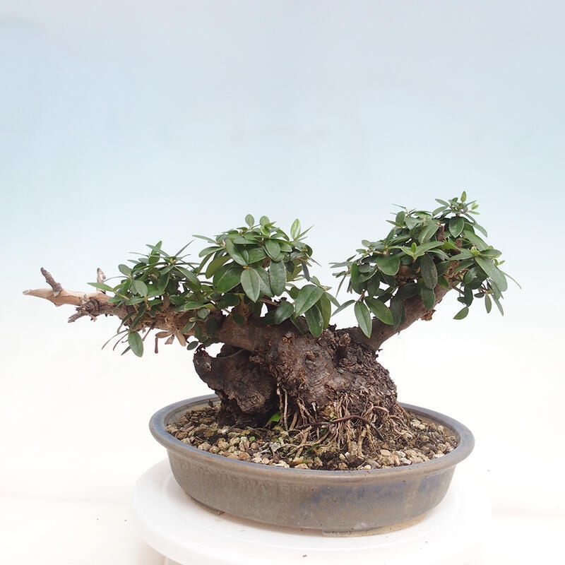 Pokojová bonsai - Olea europaea sylvestris -Oliva evropská drobnolistá