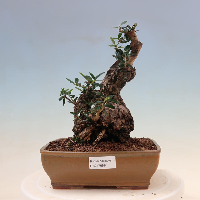 Pokojová bonsai - Olea europaea sylvestris -Oliva evropská drobnolistá