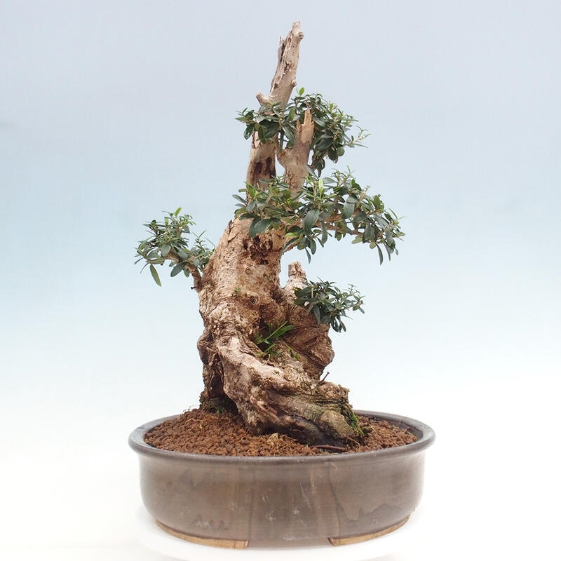 Pokojová bonsai - Olea europaea sylvestris -Oliva evropská drobnolistá