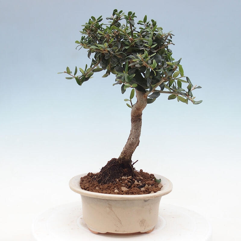 Pokojová bonsai - Olea europaea sylvestris -Oliva evropská drobnolistá