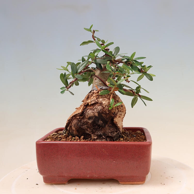 Pokojová bonsai - Olea europaea sylvestris -Oliva evropská drobnolistá