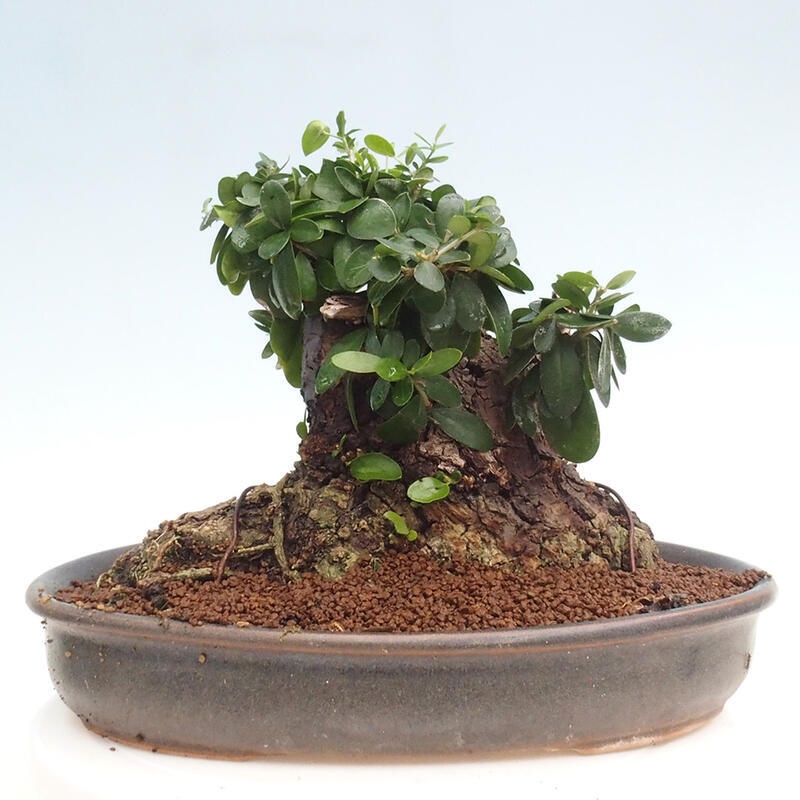 Pokojová bonsai - Olea europaea sylvestris -Oliva evropská drobnolistá