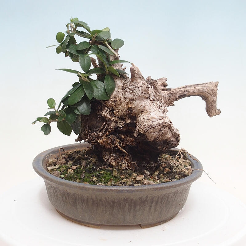 Pokojová bonsai - Olea europaea sylvestris -Oliva evropská drobnolistá