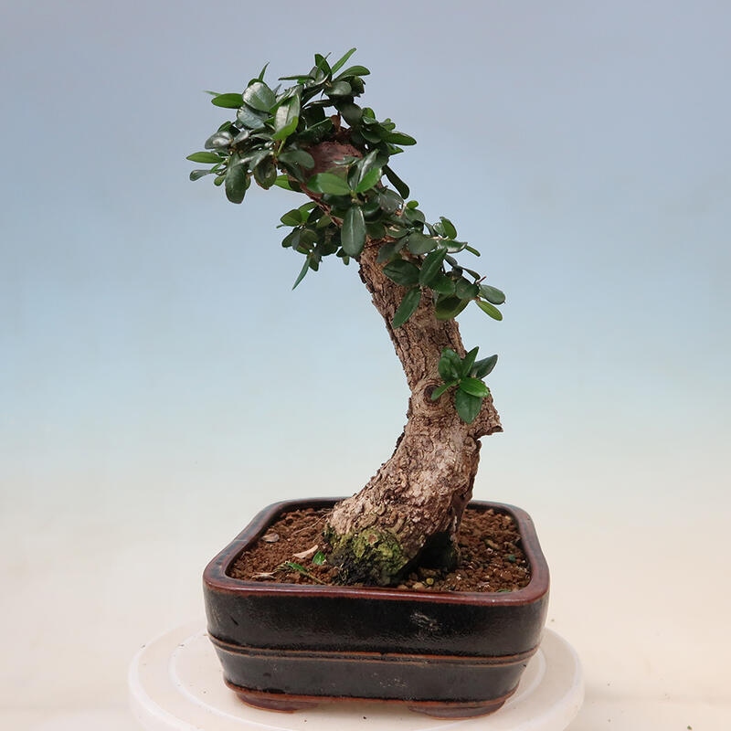 Pokojová bonsai - Olea europaea sylvestris -Oliva evropská drobnolistá