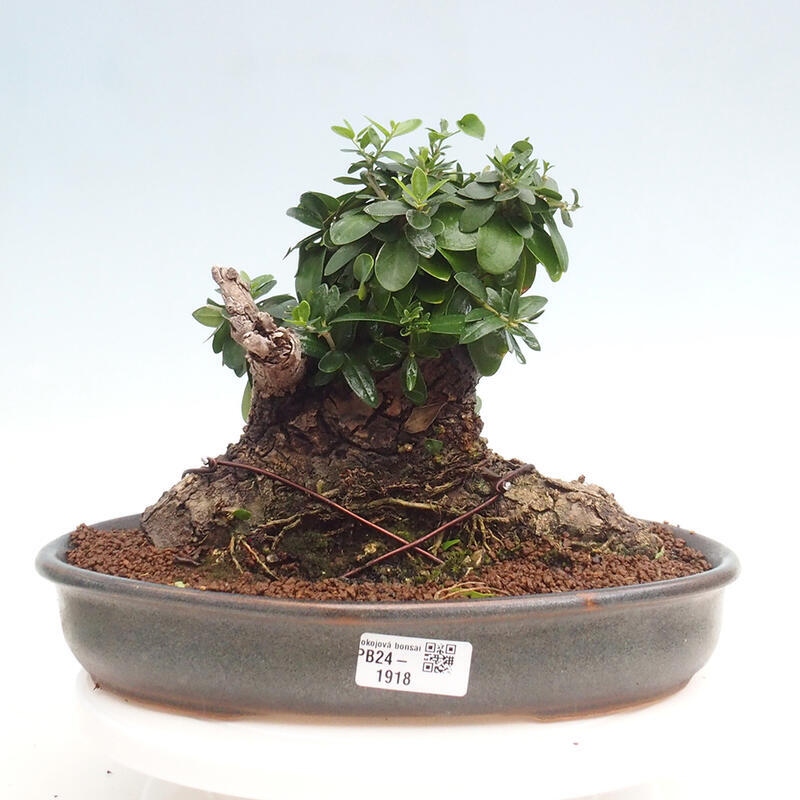 Pokojová bonsai - Olea europaea sylvestris -Oliva evropská drobnolistá