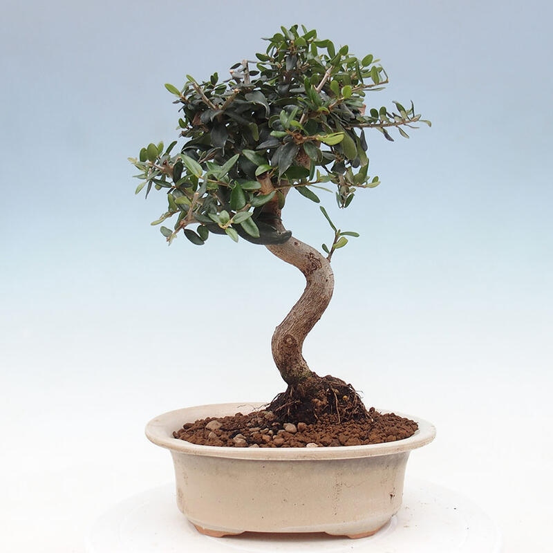 Pokojová bonsai - Olea europaea sylvestris -Oliva evropská drobnolistá