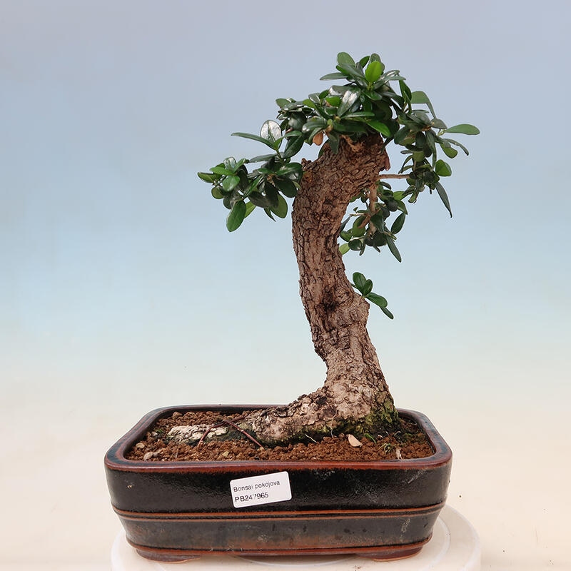 Pokojová bonsai - Olea europaea sylvestris -Oliva evropská drobnolistá