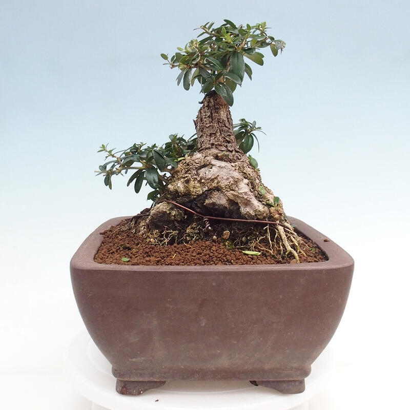 Pokojová bonsai - Olea europaea sylvestris -Oliva evropská drobnolistá