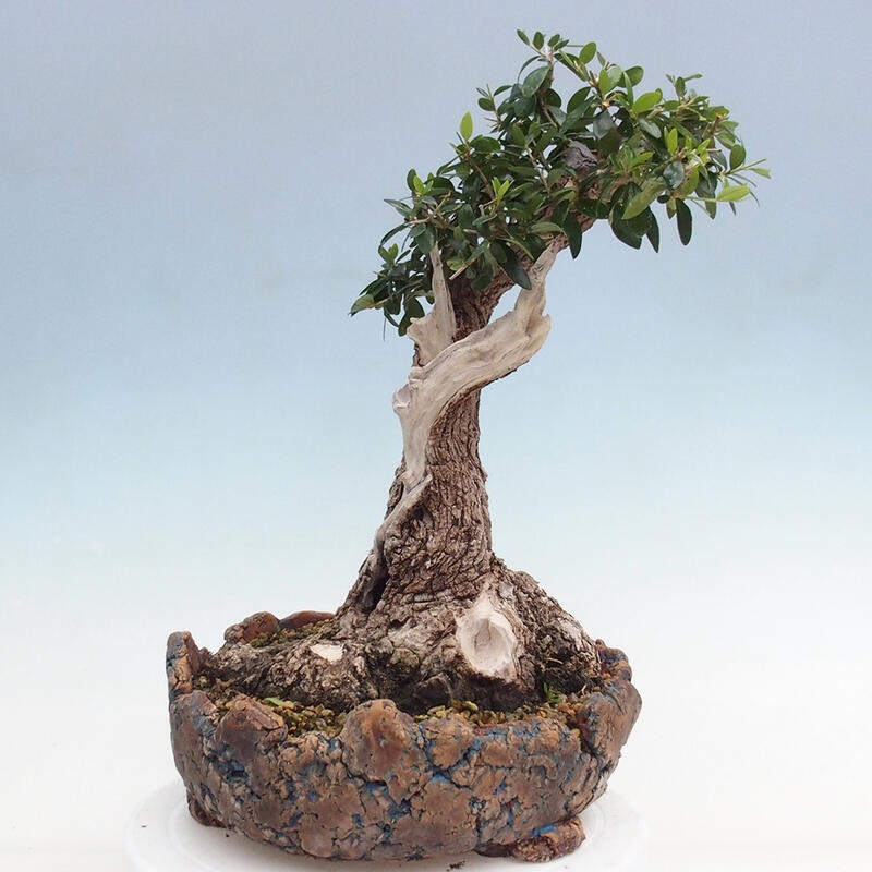 Pokojová bonsai - Olea europaea sylvestris -Oliva evropská drobnolistá