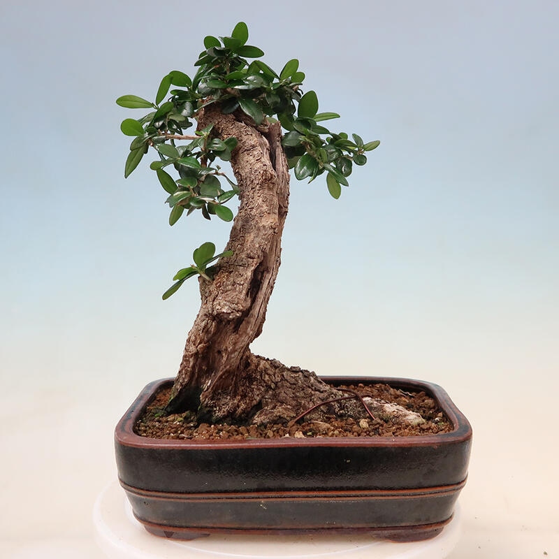 Pokojová bonsai - Olea europaea sylvestris -Oliva evropská drobnolistá